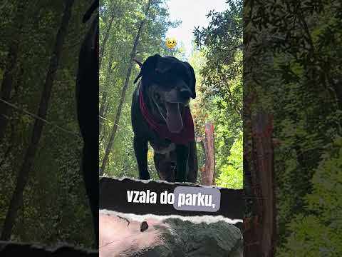 Poslední hodiny života toho nejvěrnějšího psa #shorts