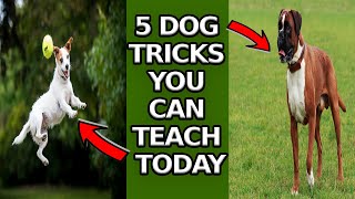 5 Dog Tricks You Can Teach TODAY (Pro Trainer Secrets 😱)