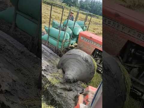 Máy Cày Chở Lúa Mắc Lầy #agrimotor #máycàymiềntâytv #tractor