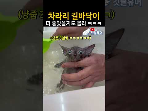 집냥이가 되기 위한 마지막 <strong>관문</strong> ㅋㅋㅋㅋㅋㅋ