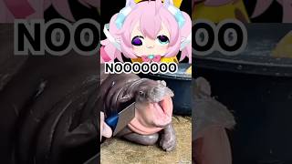 MOO DENG NOOOO 😭😭😭 #shorte #chibidoki #vtuber