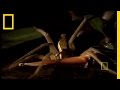 Fishing Spider Behavior and Habitat