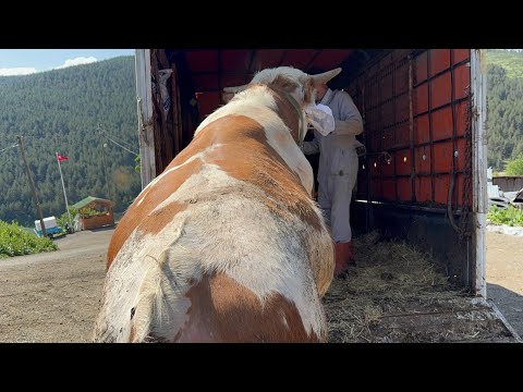 HAYVAN YÜKLÜ KAMYON YOLDA KALDI..DAMIZLIK 50 KEÇİYİ SATTIK..