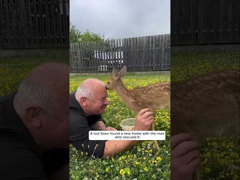 Baby deer #deer #rescue #babydeer #animalshorts