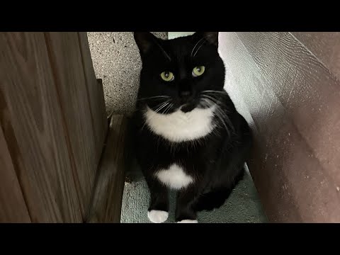 Rescue Cats Eventful First Week Of Spring