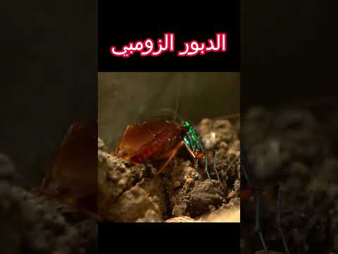 ثلاث حشرات تخبئ بيوضها بأماكن غريبة؟@with.zaituna #shorts