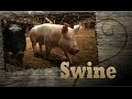 Understanding Pig Characteristics and Handling