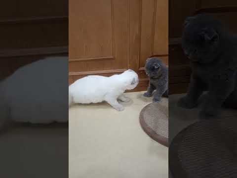 Blue and white🤗 #cat #kucinganggoralucudanimut #catlovers #kitten #pets