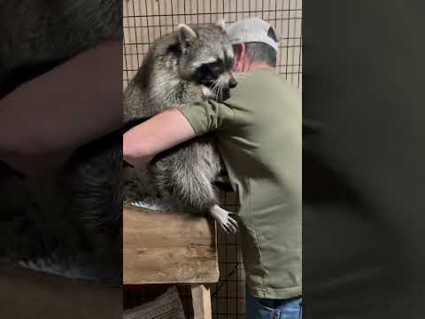 Rusty is definitely not a night owl ๐ฆ #raccoon #animal #night