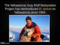 Gray Wolves and Population Ecology