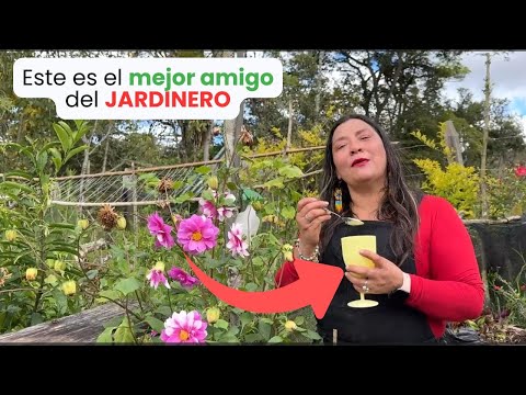 Bicarbonato de sodio es el mejor amigo de los jardineros y como aplicarlo