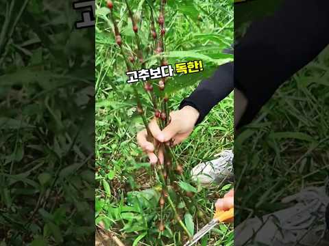 여뀌 #여뀌풀 #여뀌효능 #야생초 #야생식물 #떫은감 #감후숙 #전통누룩 #<strong>누룩만들기</strong> #전통주 #민간요법 #농촌생활 #생활의지혜