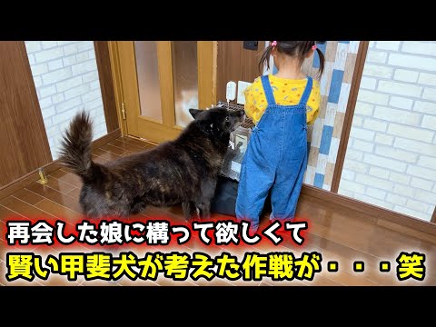 再会した娘に構って欲しすぎて甲斐犬が考えた作戦がこちらw