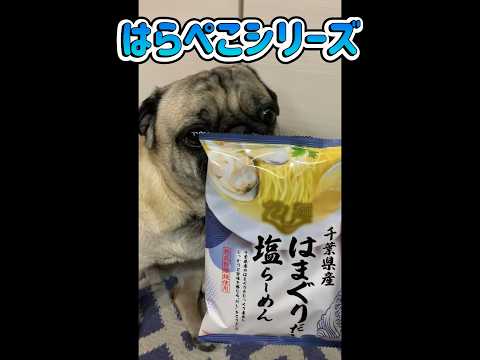 はらぺこシリーズ はまぐりラーメン #パグ #pug #うましら〜 #うまい