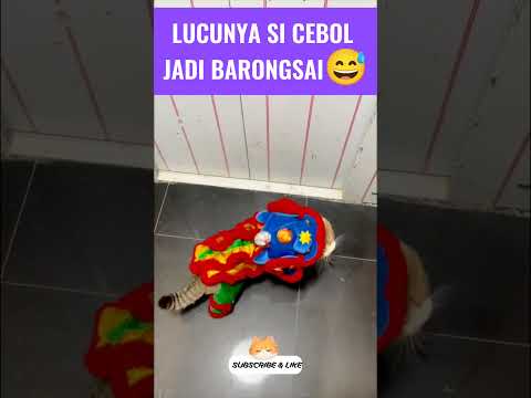 lucunya si cebol jadi barongsai 😅#kucinglucu #kucingmeongmeong #funnycats #cutecat #catmemes