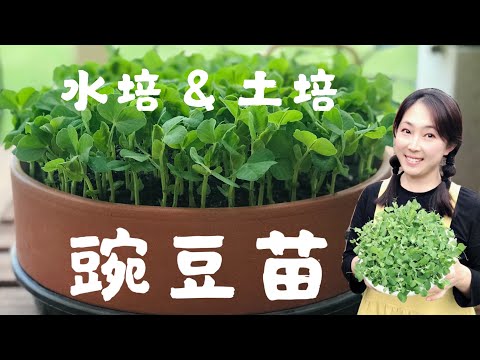 【芽苗菜】2種方法種植豌豆苗----土培和水培 | 2 ways to grow pea shoots at home- YouTube(12;04)