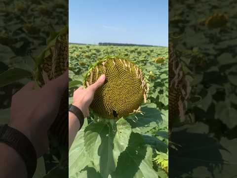 🌻 Соняшник Саксон | Elite Select | Потужний гібрид #соняшник #Саксон #EliteSelect #еліта селект