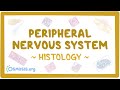 Peripheral Nervous System Concepts