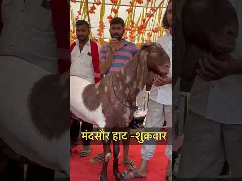 #बकरा #bakar #bakraeid #bakraloverz💕❤️ #bakraeid2025❤️😍🥰 #bakramandi #bakraloverss #bakraworld