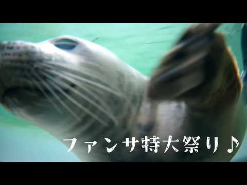 ふたりの卒園を祝って?ファンサがとまらない【アザラシ幼稚園】