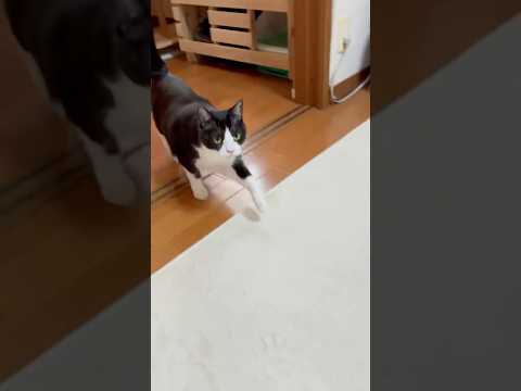 猫の動画サムネイル - なんで来たんだ？