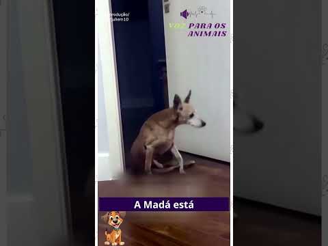 Cachorrinha Só Descansa Depois De Cumprir Uma Missão Especial!