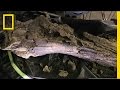 Fossil Discoveries and Marine Life