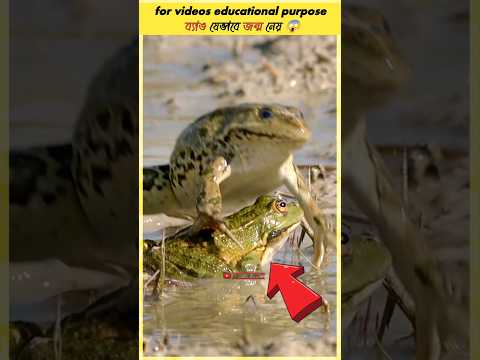 ব্যাঙ যেভাবে জন্ম নেয় 😱 #shorts #frog #facts #short #amazingfacts #factupbangla