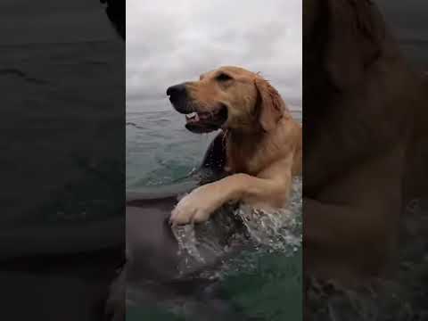 Pelicans United to Save a Mother dog #animals #wildliferescue #lovestory #rescue#turtle #love