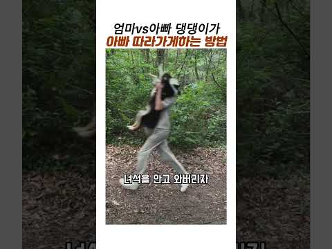 댕댕이가 아빠따라가게 하는 확실한방법 #엄마vs아빠 #보더콜리 #댕댕이