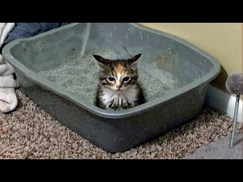 FUNNY CATS MEMES COMPILATION V40