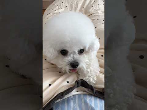 Dậy đi má ơi #pets #tiktok #cutedog