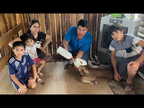 NOS PARIO UNA VACA Y MIRA LO QUE NOS PASÓ 🥺😔