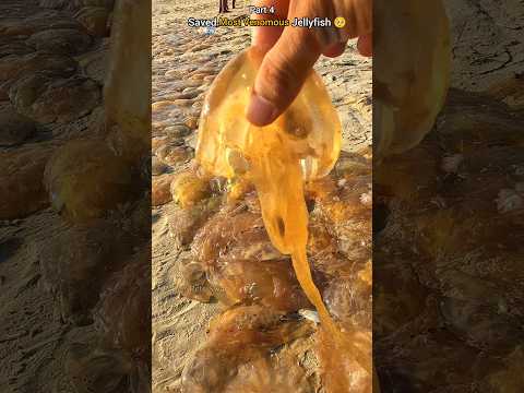 Rescue mission (part 4): Over 100+ jellyfish safely returned to their home 🌴