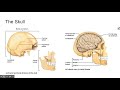 Human Skull Anatomy and Functions
