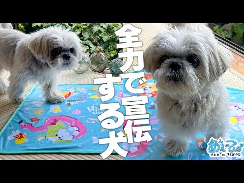【興味なし？】全力でサマーブランケットを宣伝する犬
