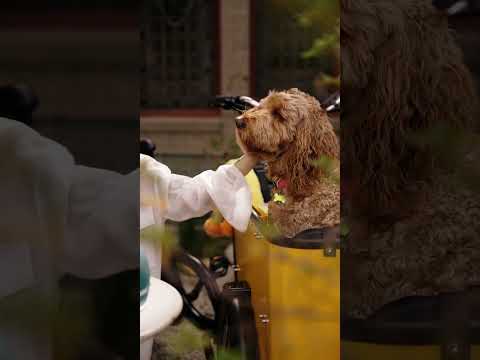 Bring your best friend along for the ride🐾 #ferlafamilybikes #cargobike #ridewithpets #electricbike