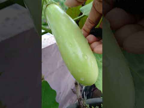 mng view  # shorts @nirmal videos # shorts @nirmal videos