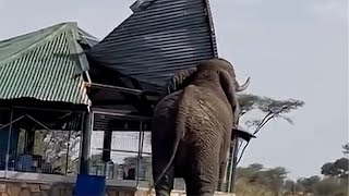Elephant destroying a house to get some water