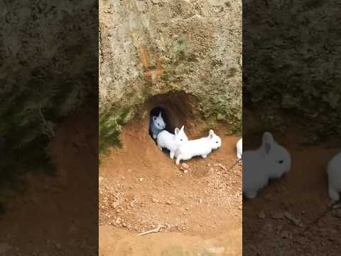 #rabbit #conejo #bunny #animals #cute #nature #rabbits #short