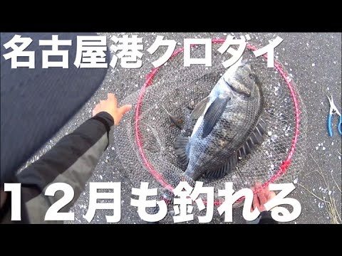 名古屋港１２月でもクロダイは前打ちで釣れる