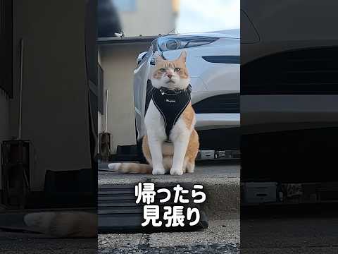 猫の動画サムネイル - 家族を守る猫 #元野良猫チャチャ #猫武将 #ネコ #猫 #ねこ #cat