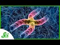 Understanding Microchromosomes