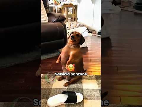 🐶 Cane panzone (PARTE 9)