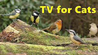 Cat TV ~ Ultimate Bird Watching Videos for Cats ⭐ 8 HOURS ⭐