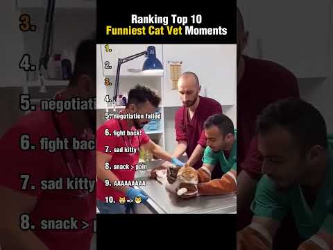 Top 10 Funniest Cat Vet Moments