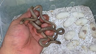 فقس بيض ثعبان الخضارى/ افعى الفئران