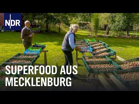 Mecklenburg-Vorpommern: Walnüsse aus dem Familienbetrieb | Die Nordreportage | NDR Doku