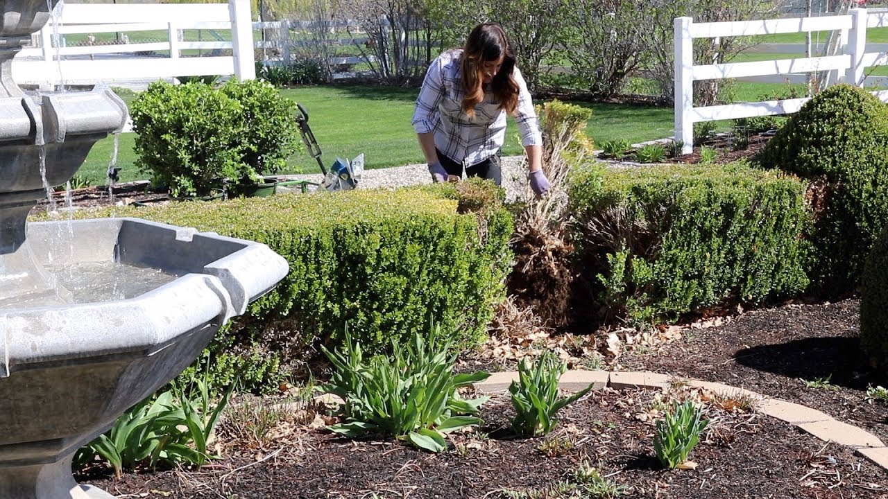 Planting Ginger, Reseeding Patchy Grass, and Fixing a Boxwood Hedge!