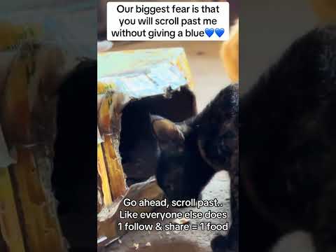 Our biggest fear is that yoU will scrollpast me without giving a blue( donationlink in bio #help🙏💲🐈